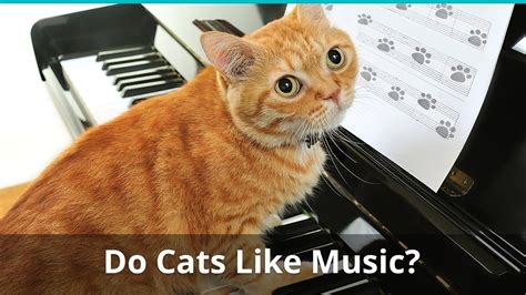 What Type of Music Do Cats Like and Other PetMusical Enigmas